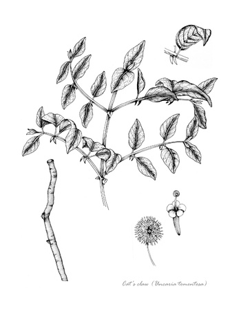 Cat Claw with detail of flower and rootの写真素材