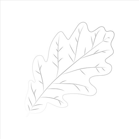 It is a decorative element to decorate autumn designs of oak leaf in linear styleのイラスト素材