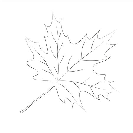 It is decorative element for decorating autumn designs maple leaf in linear styleのイラスト素材