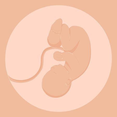 Healthy Pregnancy Embryo on Ultrasoundのイラスト素材