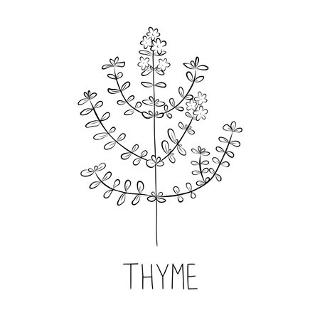 Sketch Thyme Vector Illustration in Doodle Styleのイラスト素材