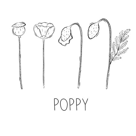 Sketch of Poppy Flower Vector illustration in Doodle style. Botanical healing herbs. Rustic trendy greeneryのイラスト素材
