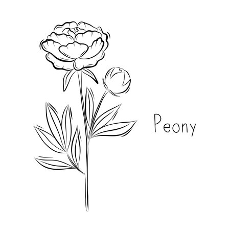 Sketch of Peony Flower Vector illustration in Doodle style. Botanical herbs. Rustic trendy plantのイラスト素材