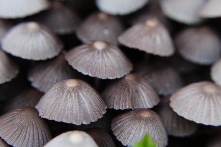 Mushrooms from a tropical countryの写真素材