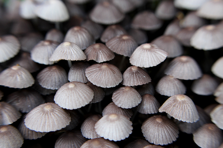 Mushrooms from a tropical countryの写真素材