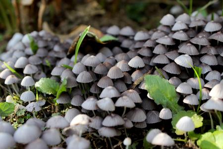 Mushrooms from a tropical countryの写真素材