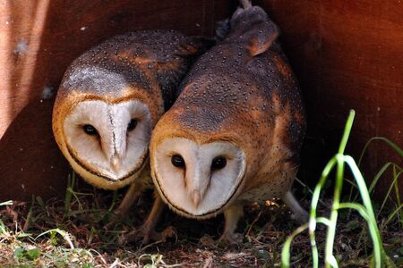 Young Barn Owlsの写真素材