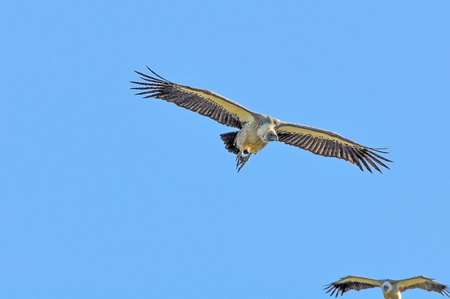 Vulture Circling