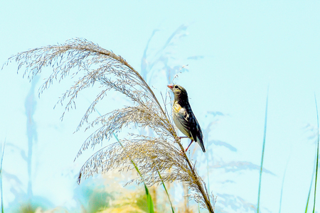 Weaverの写真素材