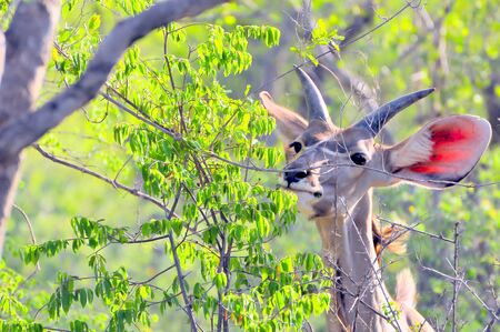 Antelope feedingの写真素材