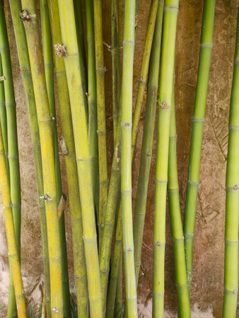 Bamboo trunks planted along the walls. Suitable for backgrounds and more.の写真素材