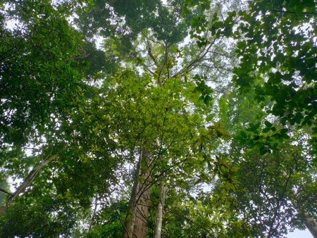 The road used to travel while exploring and touring the ancient forest.の写真素材