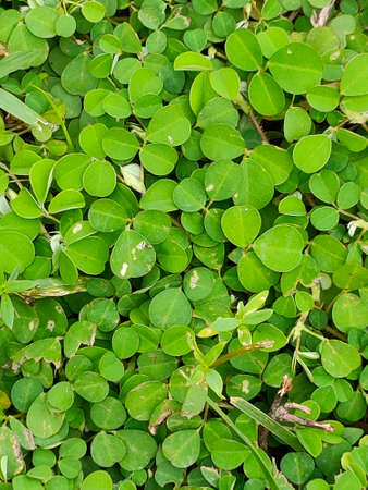 Green leafs backgroundの写真素材