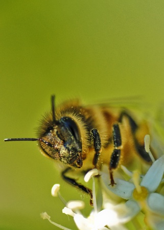 close up of beeの写真素材