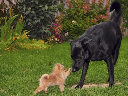 Pomeranian pyppy standing up to large dogの写真素材