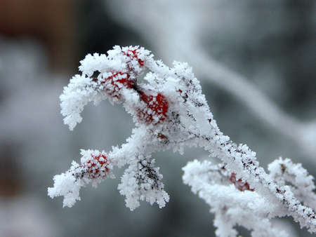 Frosty berriesの写真素材