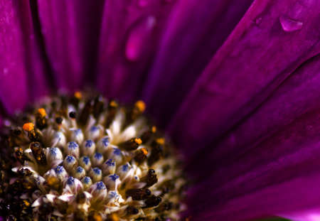 vibrant flower close up of garden flowerの写真素材