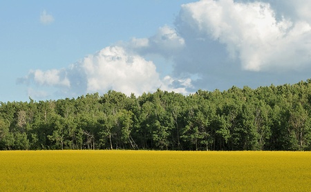 Canola fieldの写真素材