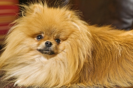 photo of Pomeranian Bentleyの写真素材