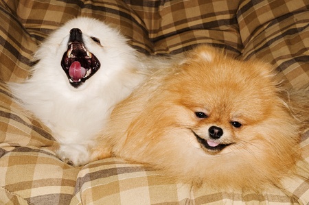 bentley and his best friend baily both Pomeraniansの写真素材