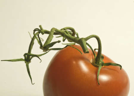 vine red tomatoの写真素材