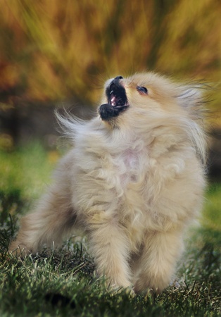 Pomeranian playing aroundの写真素材