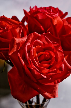 red rose bouquetの写真素材