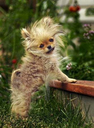 Pomeranian puppy stuck on stairsの写真素材