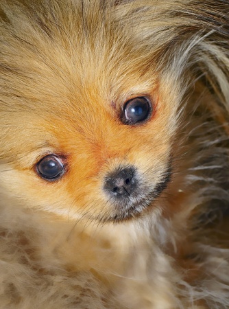 Pomeranian puppy at 12 weeks oldの写真素材