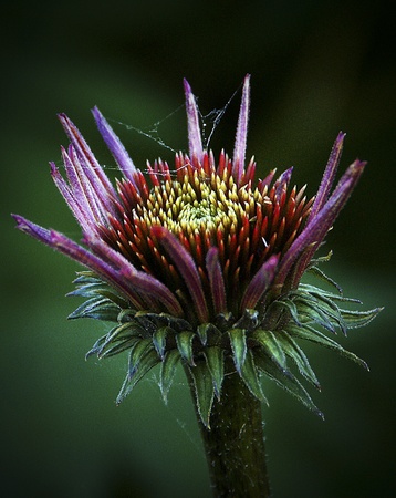 blazing starの写真素材