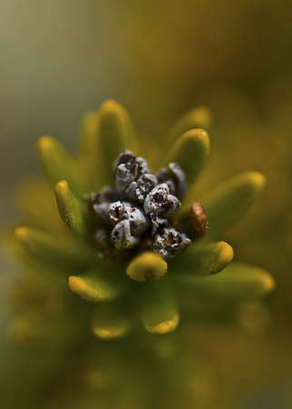 Close up of small pine combの写真素材