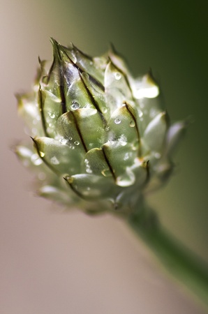 Spotted Knapweed budの写真素材