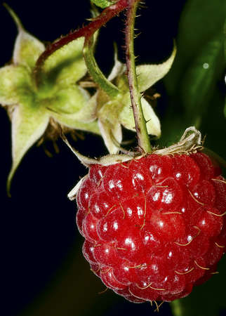 Close up of raspberry in vine on darkbackgroundの写真素材
