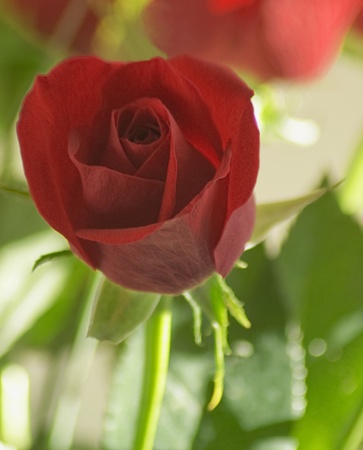 Close up of red roseの写真素材