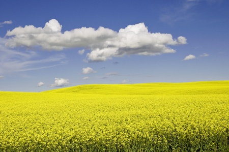 canola field on a bright dayの写真素材