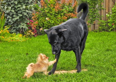 smal dog vs big dogの写真素材
