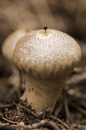 fungi sepiaの写真素材