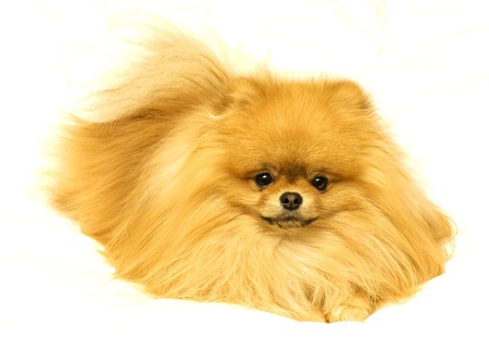 Pomeranion on white backgroundの写真素材