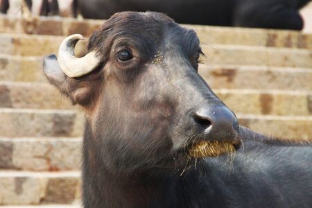 A black buffalo resting in one of the ghats on the banks of the Ganges in Varanasi - one of the...