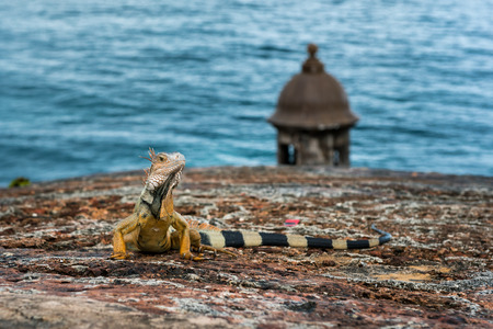 Iguana on stone wall raising head and staring with turret and ocean in backgroundの写真素材