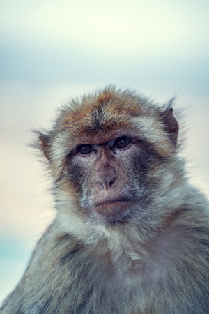 Barbary macaque in Gibraltar.の写真素材