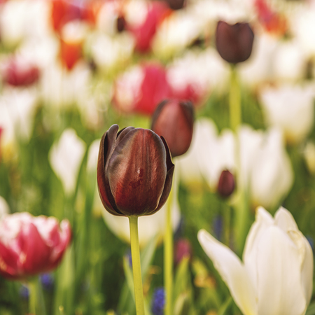 Beautiful flowers background, selective focus.の写真素材