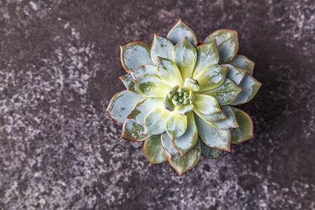 Green succulent plants  on dark background. Top view, copy space.の写真素材