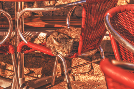Cats in a cafe on a sunny morning.の写真素材