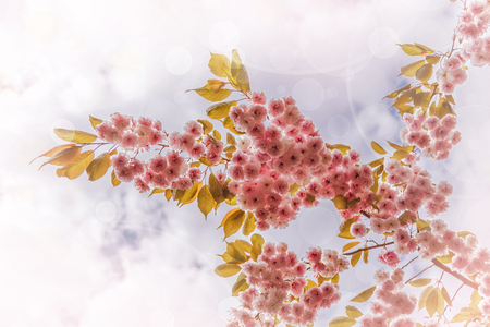 Beautiful cherry blossom sakura in spring time over blue sky.の写真素材