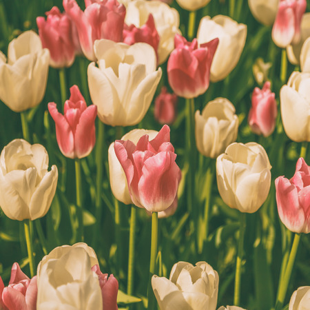 Beautiful flowers background, selective focus.の写真素材