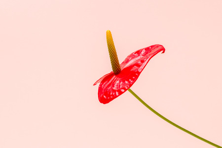 Red flower on a bright colored background with copy space.の写真素材