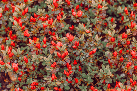 Floral background of azalea (rhododendron), selective focus.の写真素材