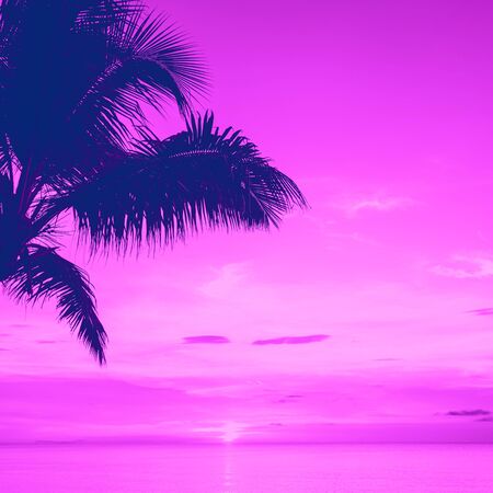 Sunset and palms - nature background.の写真素材