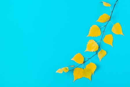 Autumn yellow leaves on a blue background.
